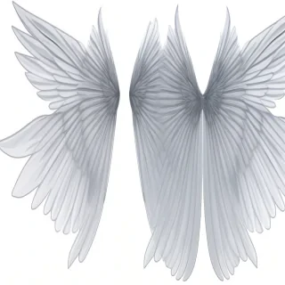wings transparent