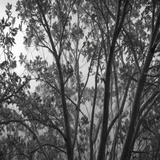 eucalyptus clipart black and white
