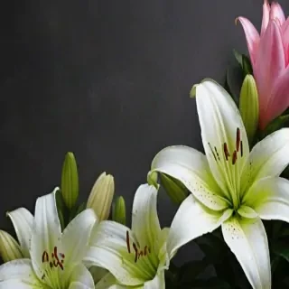 lily background
