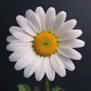 iphone daisy wallpaper