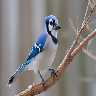 blue jay bird
