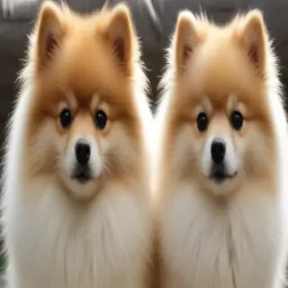 german spitz