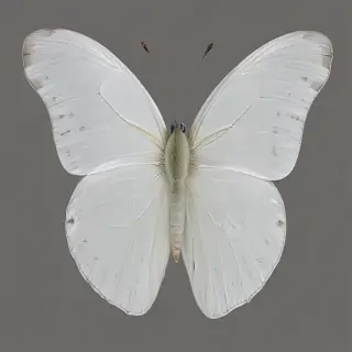 white butterfly png