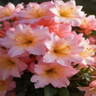 azalea flower