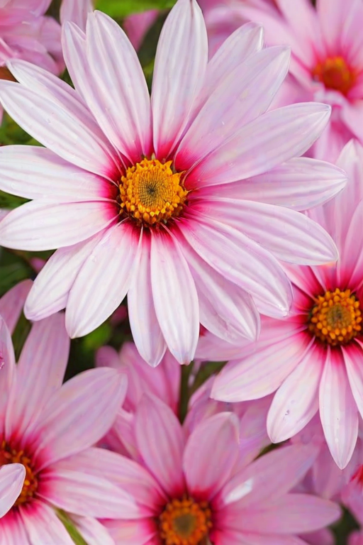 full screen flower wallpaper hd