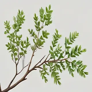 png branches