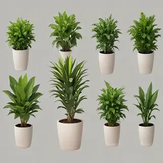 potted plants png