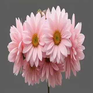 aesthetic flowers transparent