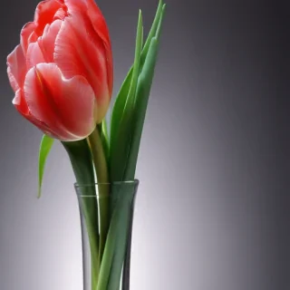 tulip iphone wallpaper