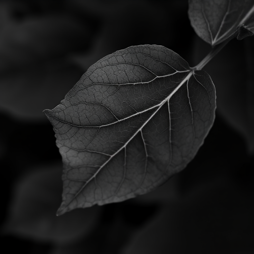 leaf in black and white