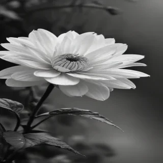 flower images black and white
