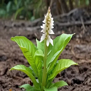 tobacco plant