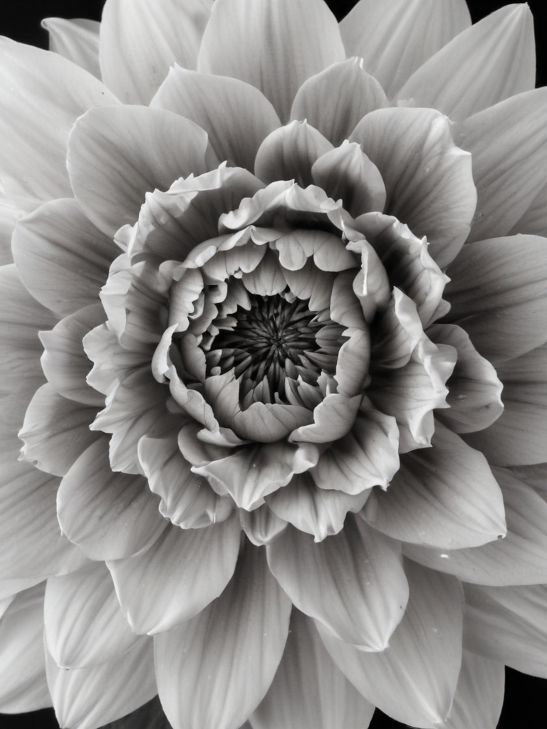 Stunning Black and White Close-Up of a Beautiful Flower Blossom
