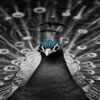 peacock black and white