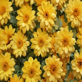 yellow cute backgrounds