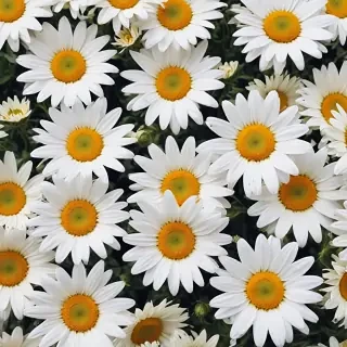 iphone daisy wallpaper