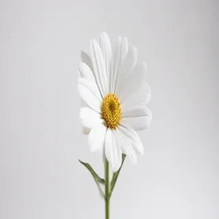 white background flower