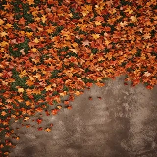 fall zoom backgrounds free