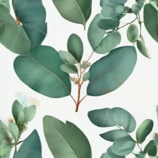 transparent eucalyptus clipart