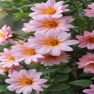 cute wallpaper flower