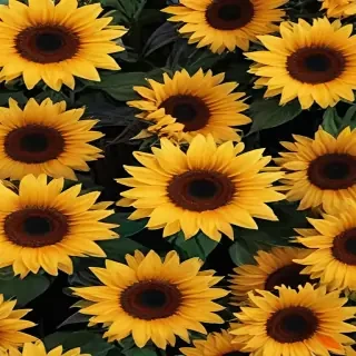 aesthetic sunflower wallpaper