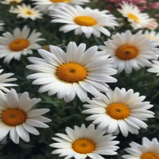 iphone daisy wallpaper