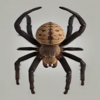 tarantula png