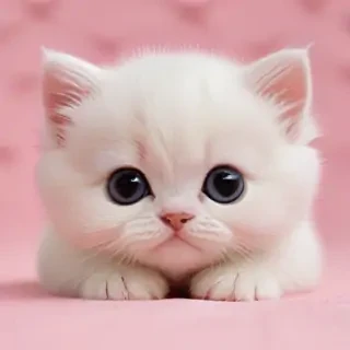 cute kitty backgrounds
