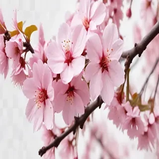 cherry blossoms png
