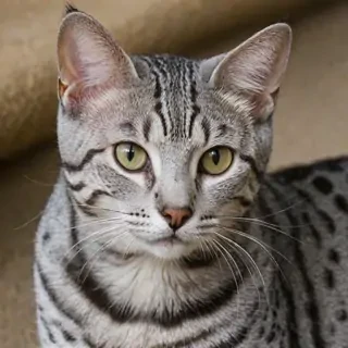 egyptian mau breed