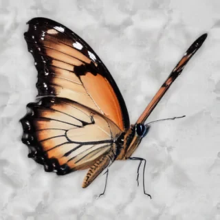 butterfly transparent png