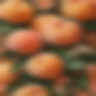peach aesthetic wallpaper