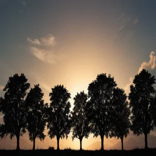 trees silhouette png