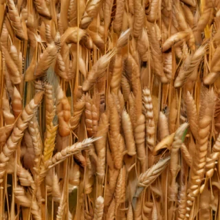 wheat png
