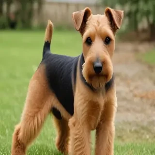 welsh terrier dog breed