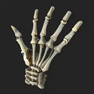 skeleton hand png