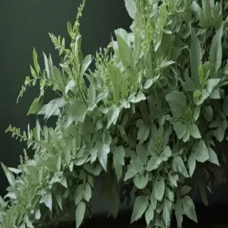 sage green aesthetic