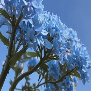 blue flowers aesthetic