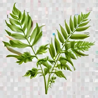 plant transparent background