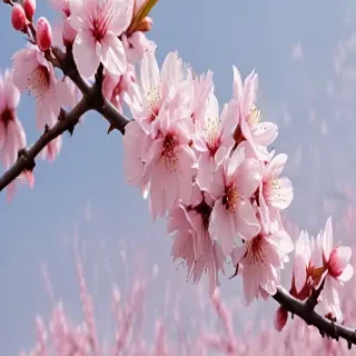 cherry blossoms png