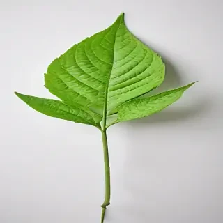 green on white background
