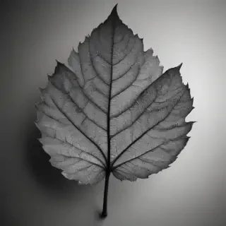 leaf in black and white