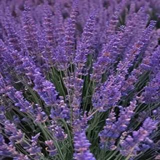 lavender phone background