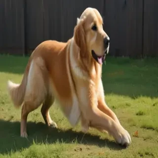 golden retriever