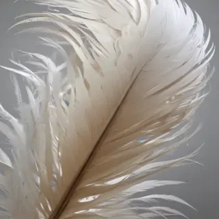 feather design