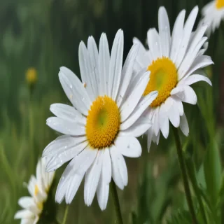 daisy wallpaper for desktop