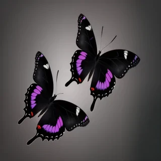 black butterfly png