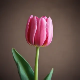 tulip iphone wallpaper