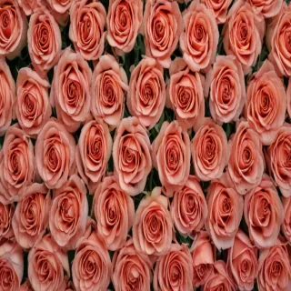 rose border