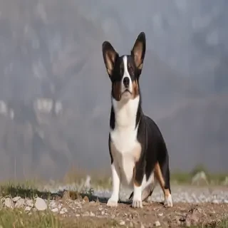 cardigan welsh corgi